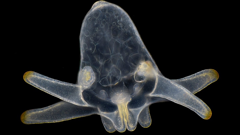 marine plankton larva