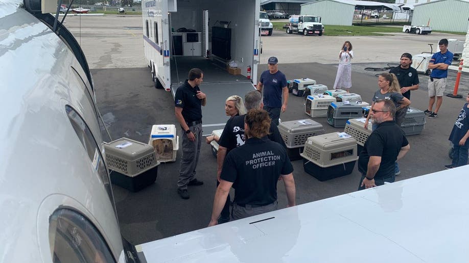 Dogs in crates waiting to be loaded onto a plane