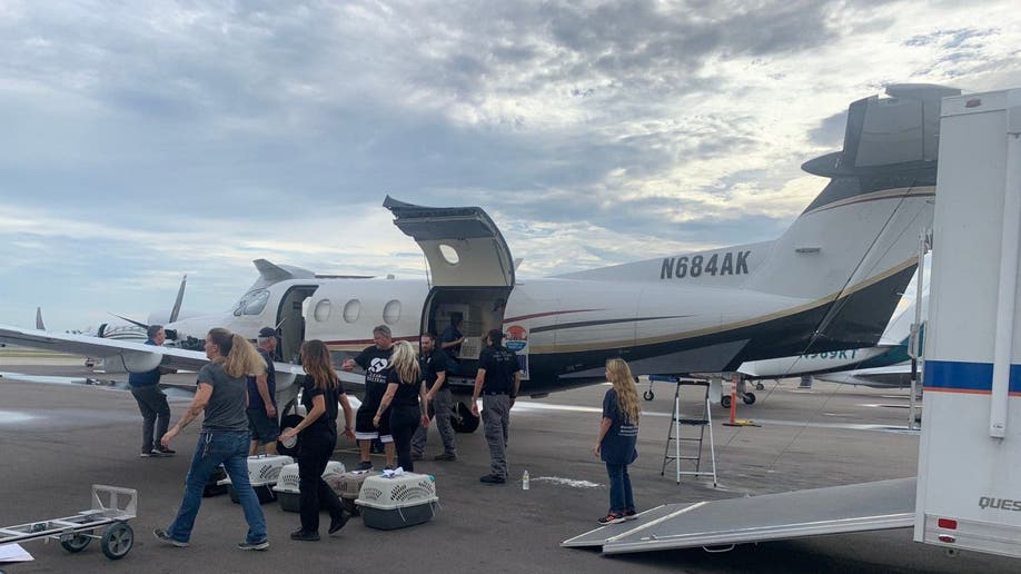 Dogs in crate being put on a plane