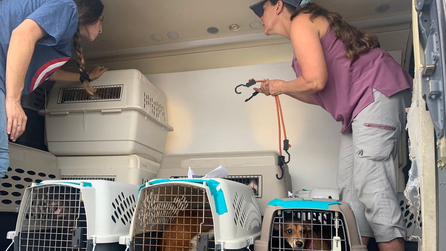 Three dogs in crate loaded on a plane