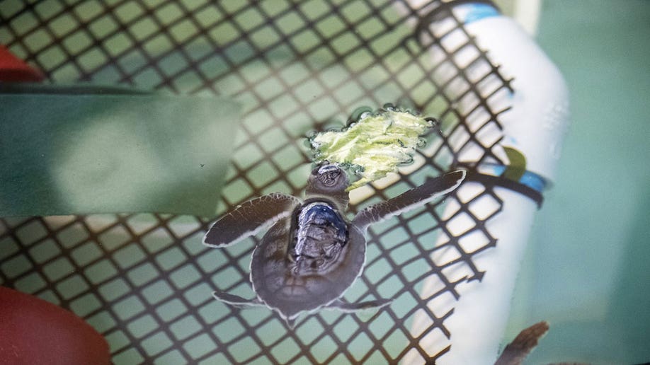 baby sea turtle swimming alone