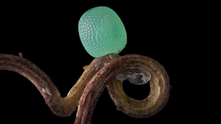 butterfly egg