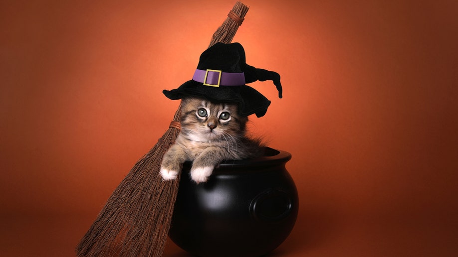 Witch Halloween costume for cats
