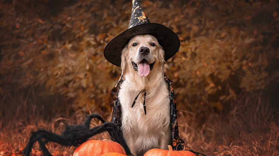 HD halloween puppy wallpapers  Peakpx