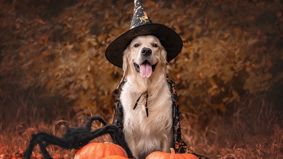 Witch Halloween costume for dog