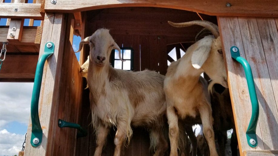 goats escape flooding