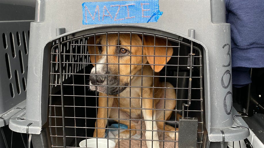 Hurricane Ian displaced scores of pets in Florida: Where are they now? | Fox News Hurricane Ian displaced scores of pets in Florida: Where are they now? | Fox News