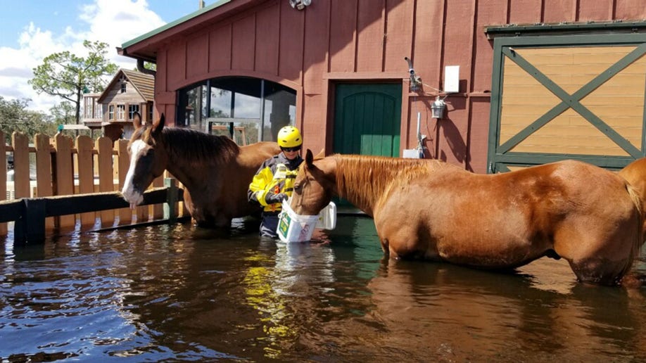 horses hurricane ian flooding