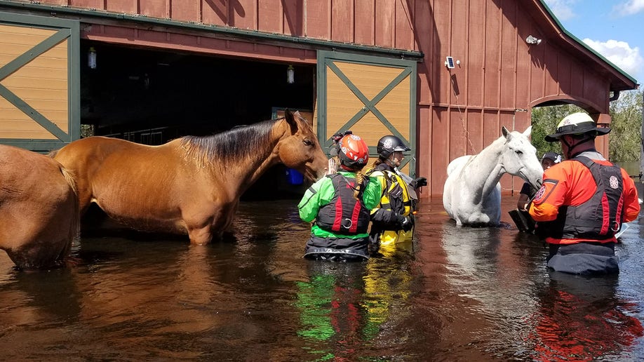 horses hurricane ian