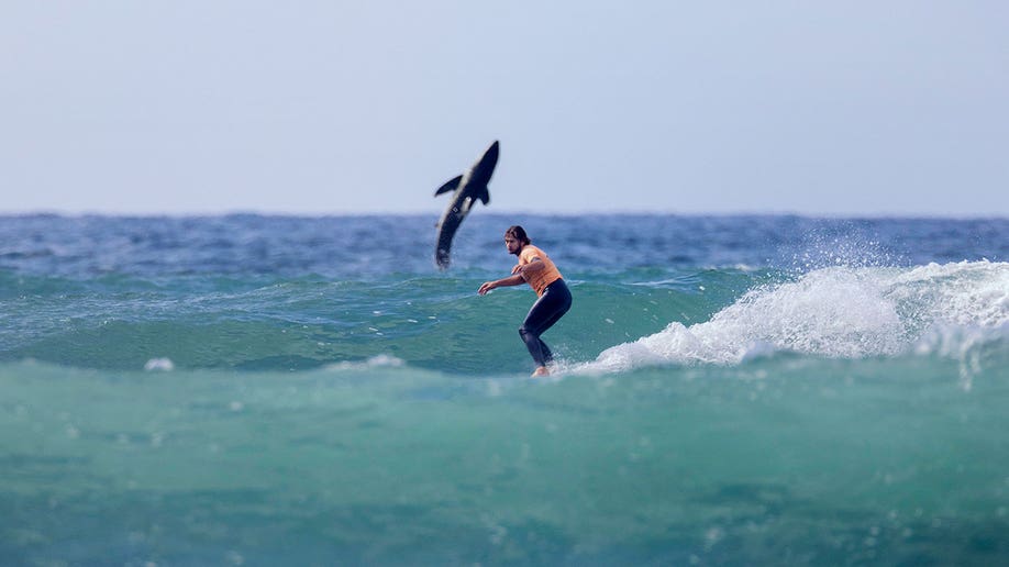 Surfer on his board as shark jumps up behind him