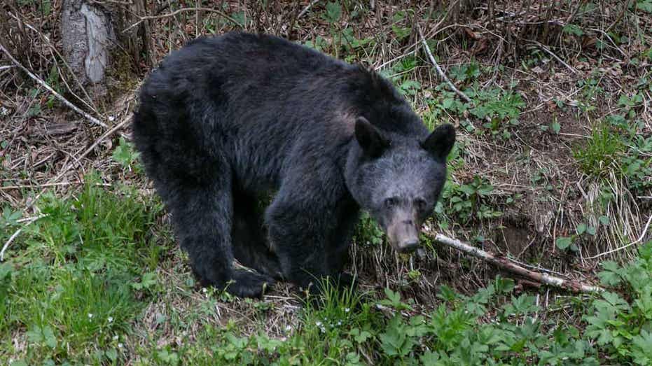 Black bear swipes at hiker in Colorado resort town