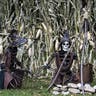 Three grim reapers in cornfield