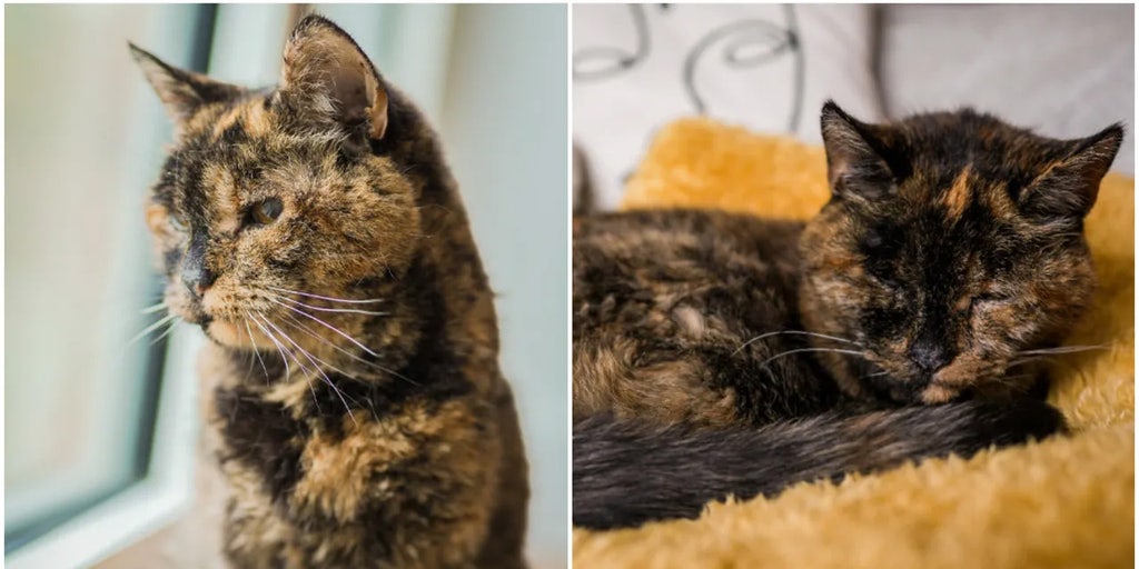 Oldest living cat hotsell