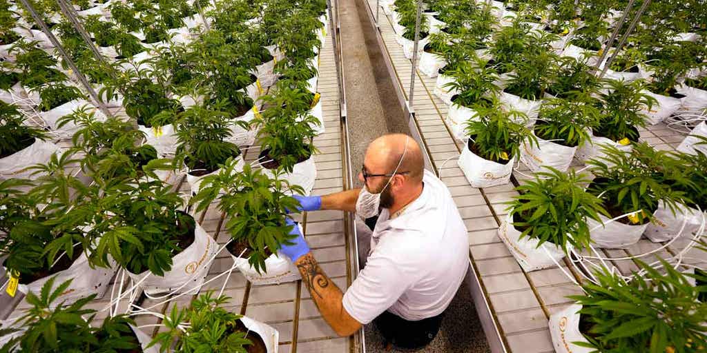 Missouri follows Maryland in approving recreational marijuana - Vimarsana News
