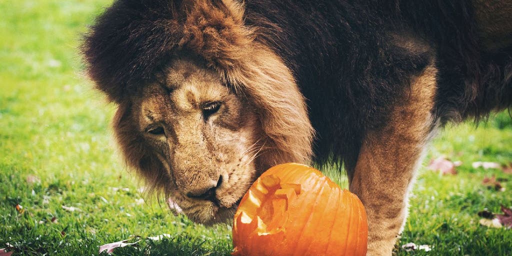 Leftover Halloween pumpkins and jack-o'-lanterns: What to do with them? - Vimarsana News
