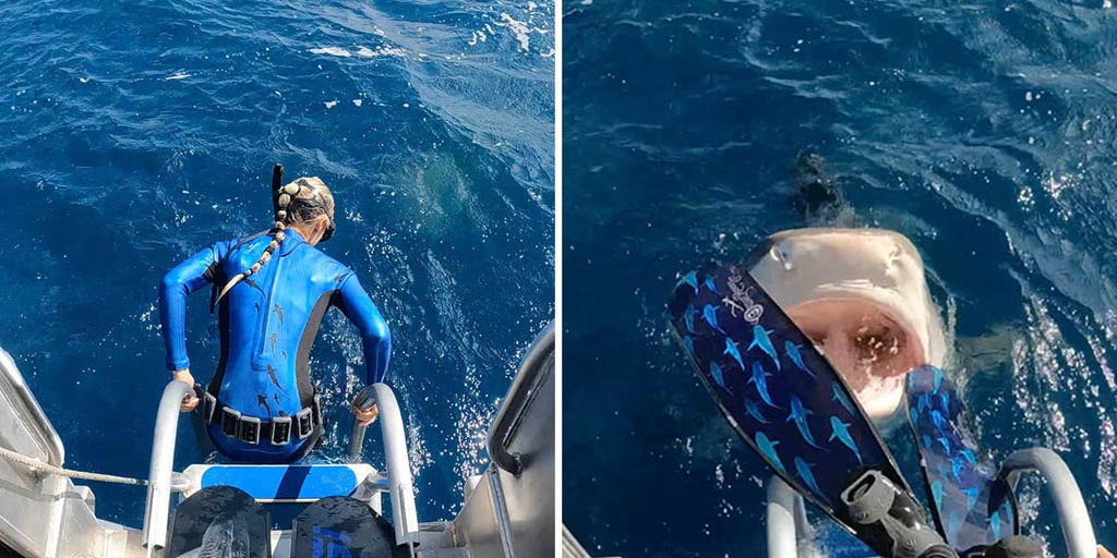 Close call! Hawaii diver nearly lands in tiger shark's open mouth in this video - Vimarsana News