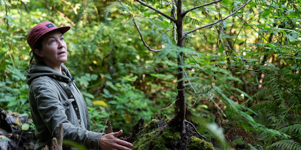 In Seattle, city trees planted to fight climate change dying amid worsening temperatures - Vimarsana News