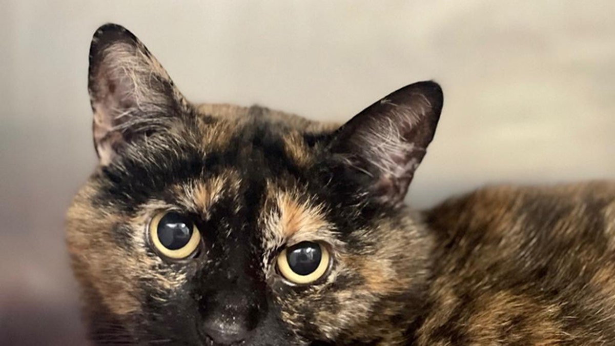 Tortie kittens hot sale for adoption