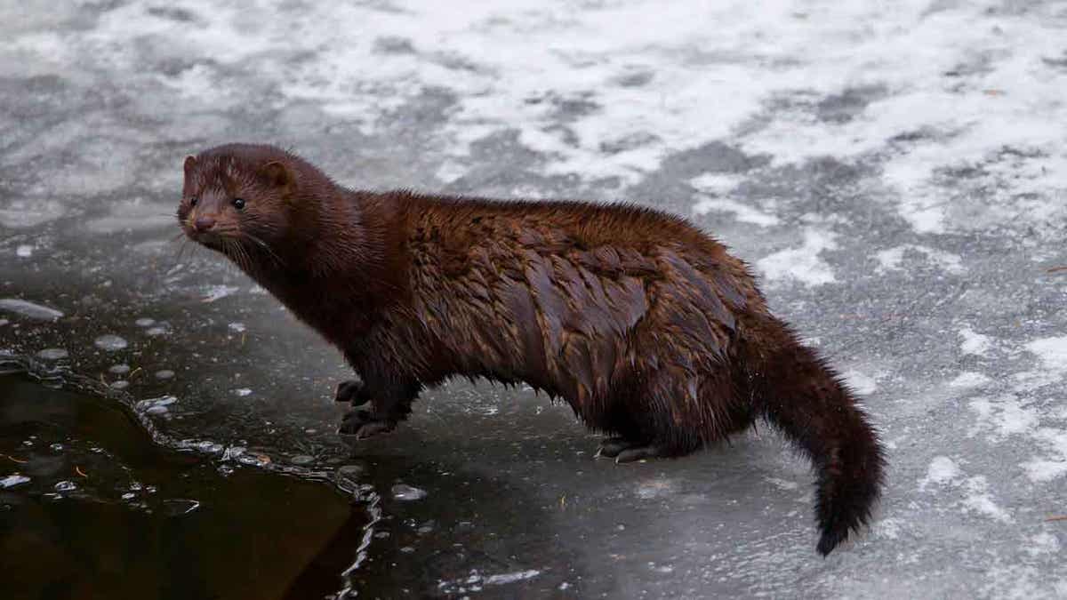 American Mink