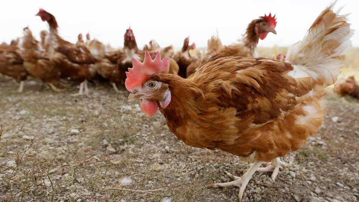 Chickens walk in a fenced pasture 