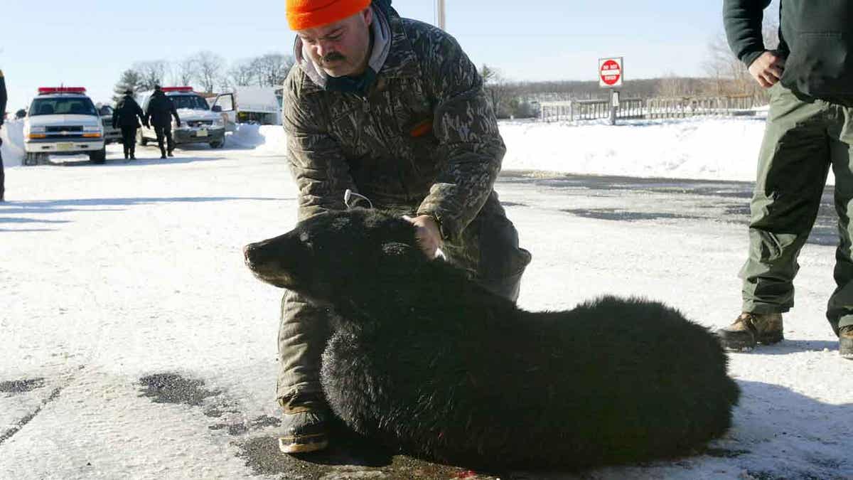 New Jersey Fish And Wildlife To Vote On Reinstating Bear Hunting Season ...