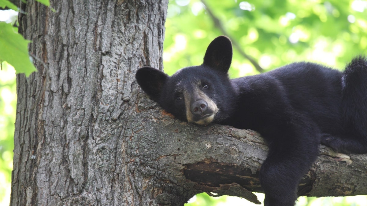 Stock image of a black bear cub in Canada