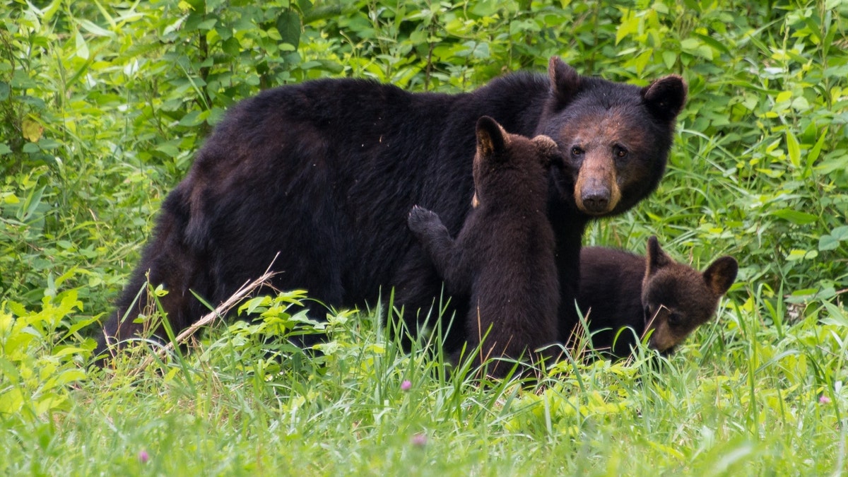 Adult black bear with cubs