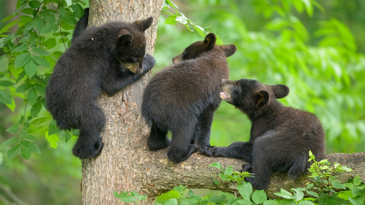 Black bear cubs in tree