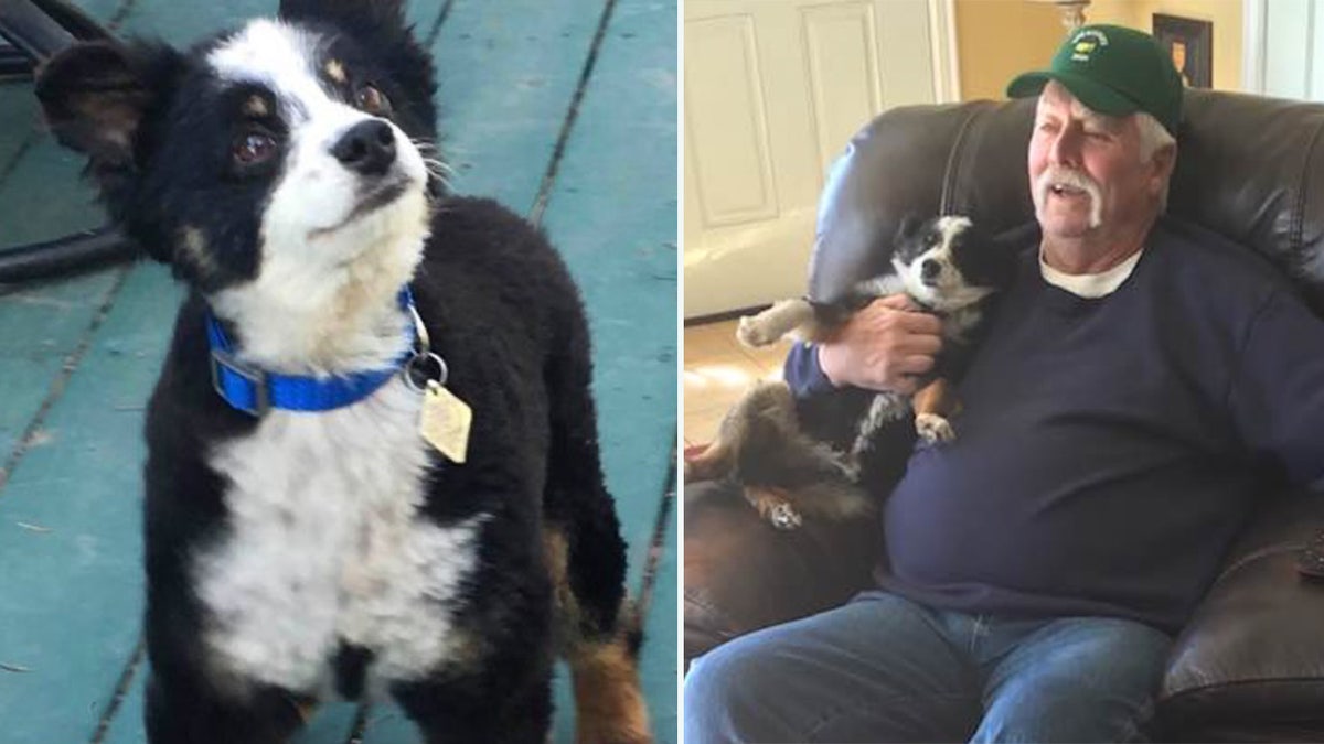 Buddy, a black and white Australian Shepherd, was killed last month in Moscow, Idaho. 