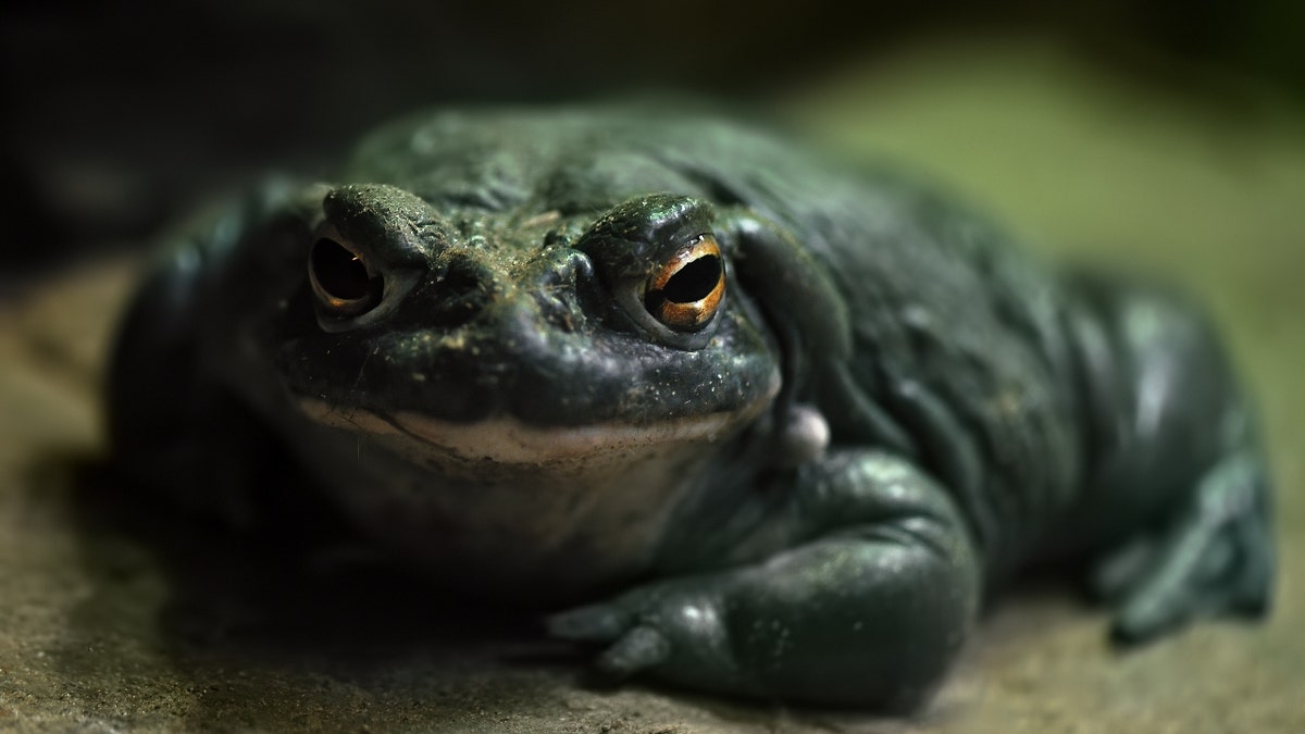 Colorado River toad close-up