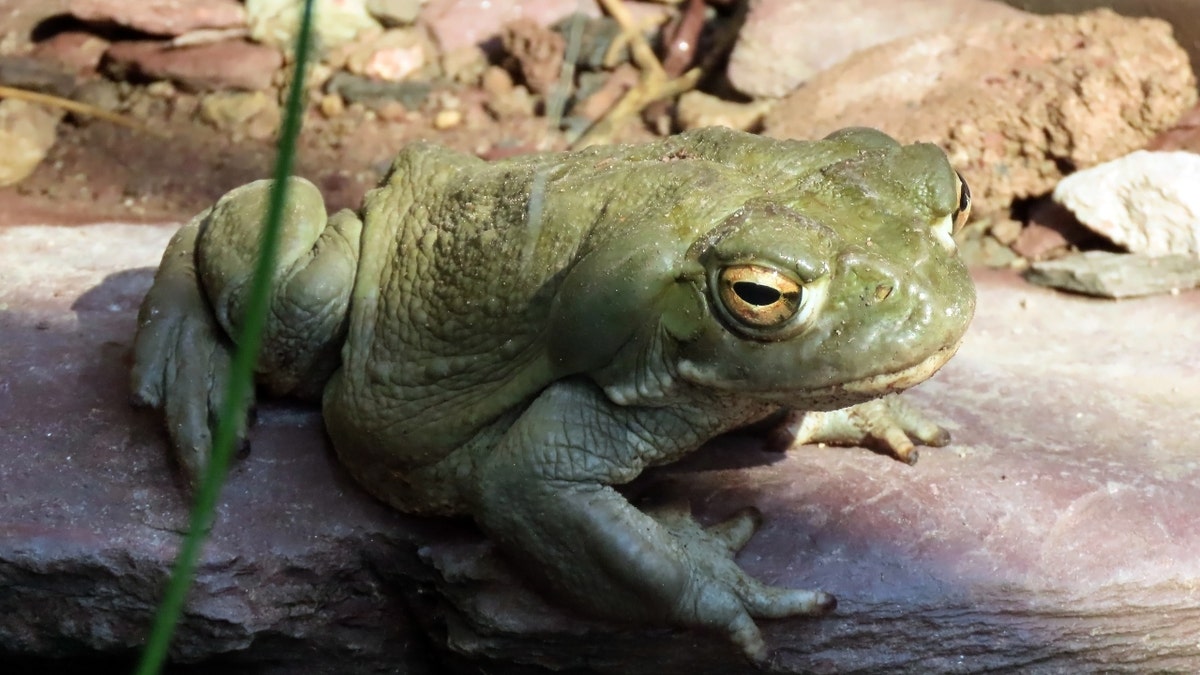 toad resting on a rock