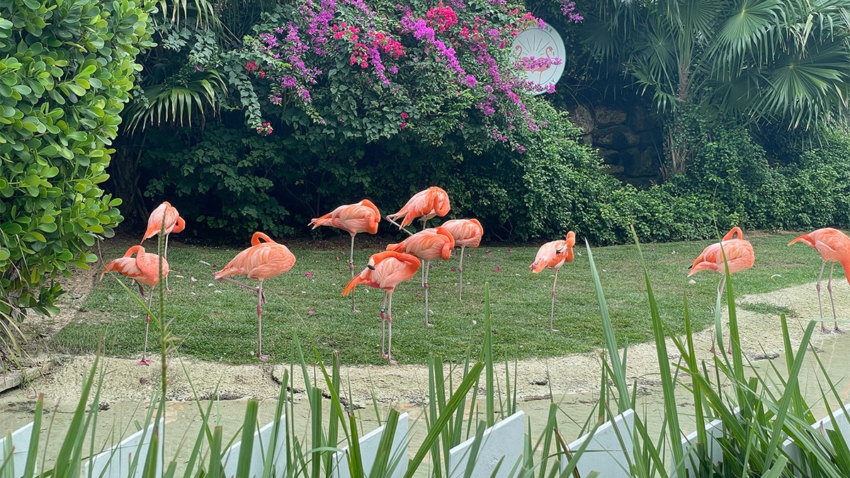 Flamingos flocking together 