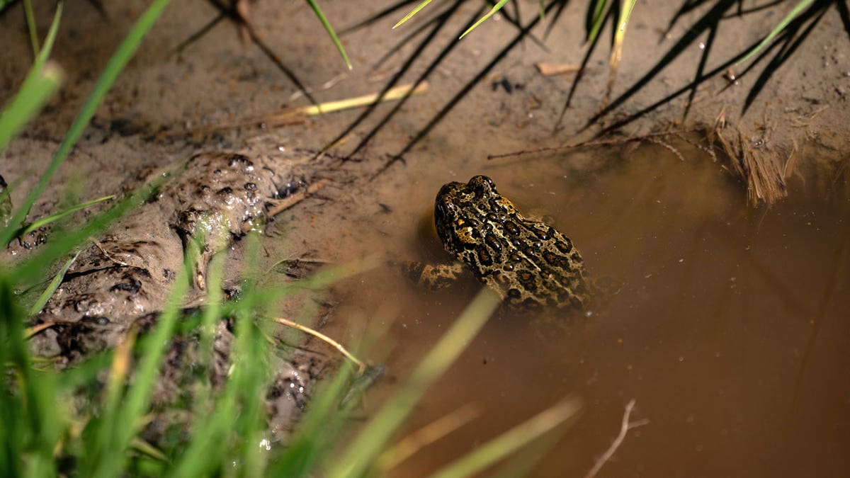 Endangered Toad Geothermal Lawsuit