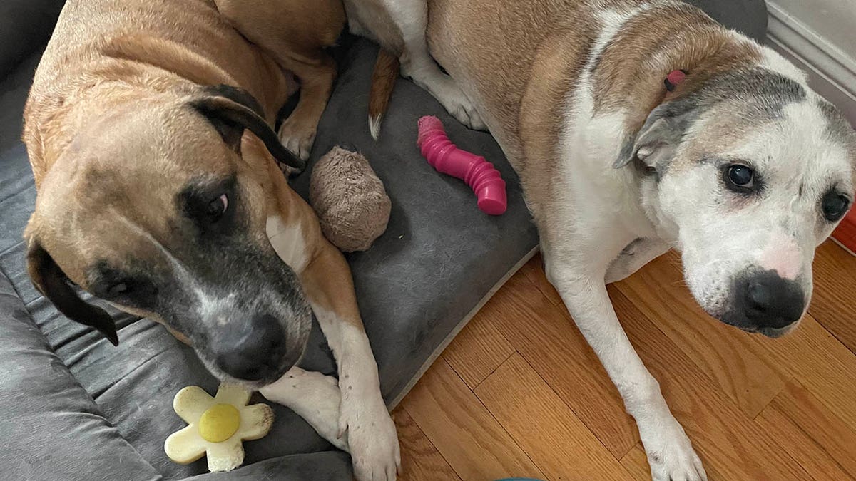 Ethel and foster dog friend