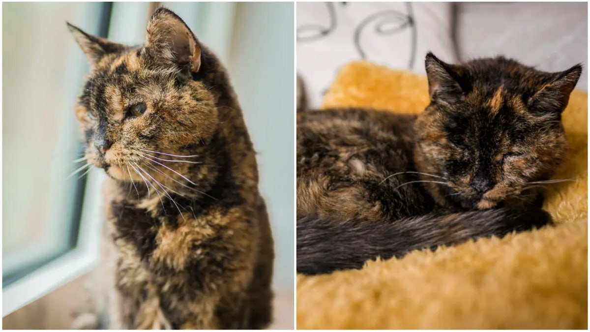 Flossie, 27, the world's oldest living cat