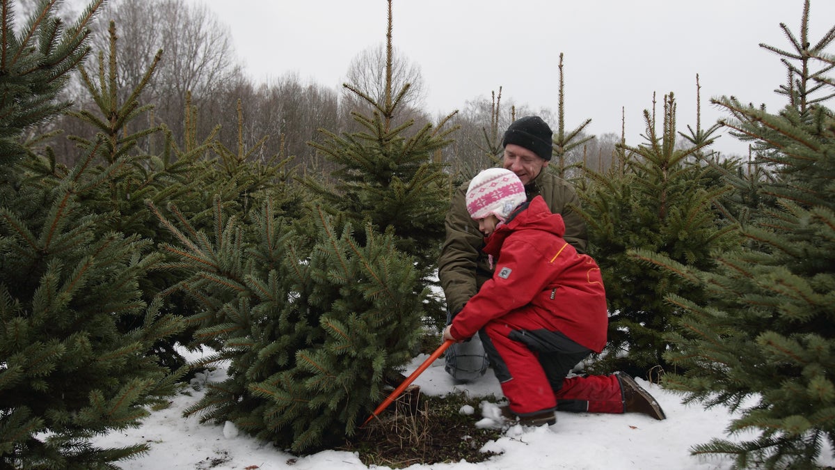 Christmas tree farm