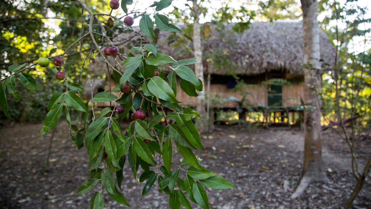 Ayahuasca