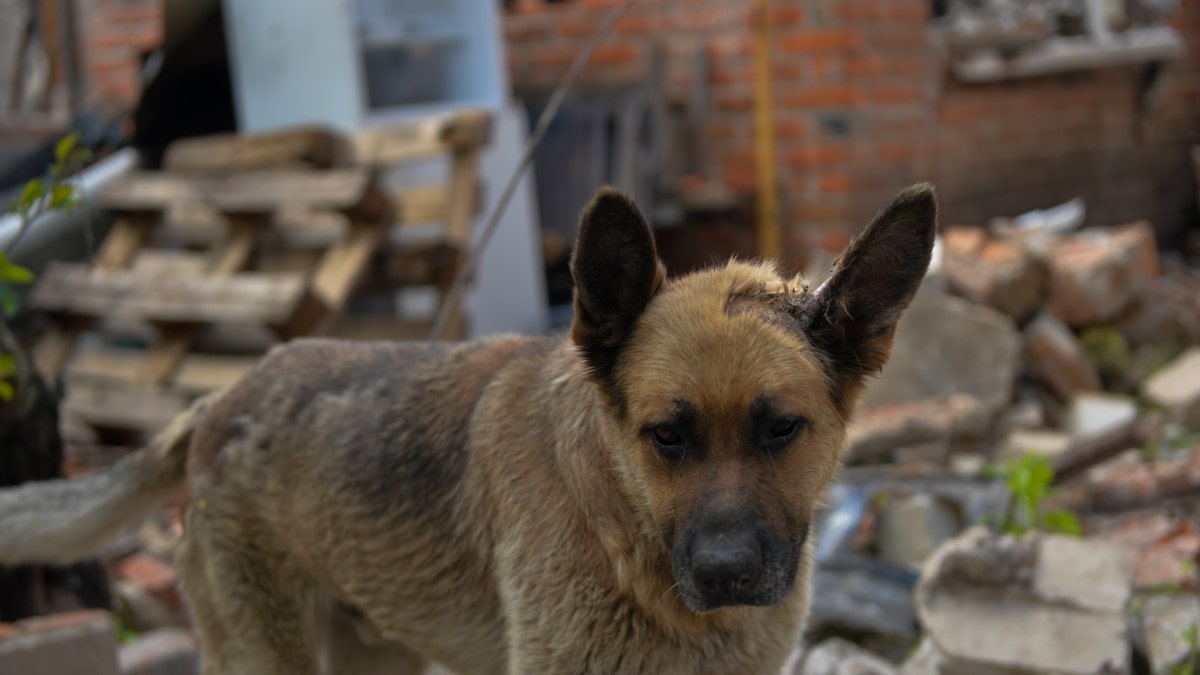 Dogs Kharkiv