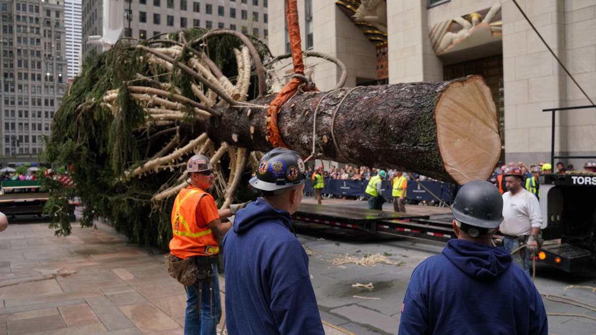 The 2022 Rockefeller Christmas tree arrives in NYC