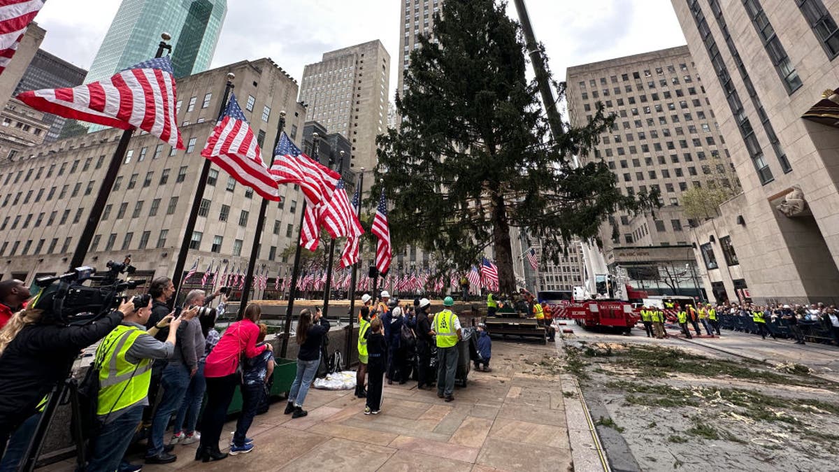 Rockefeller Christmas tree lifted into place