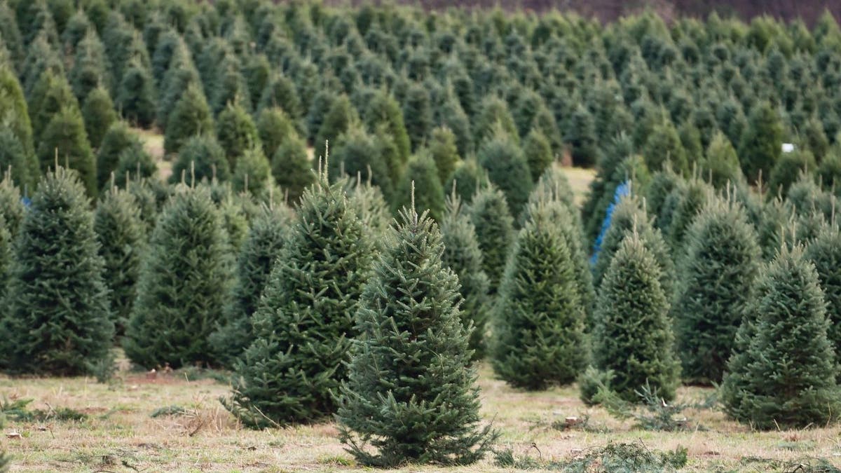 Rows of Christmas trees