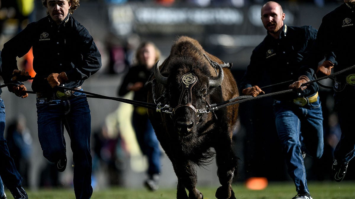 Colorado mascot Ralphie runs across the field