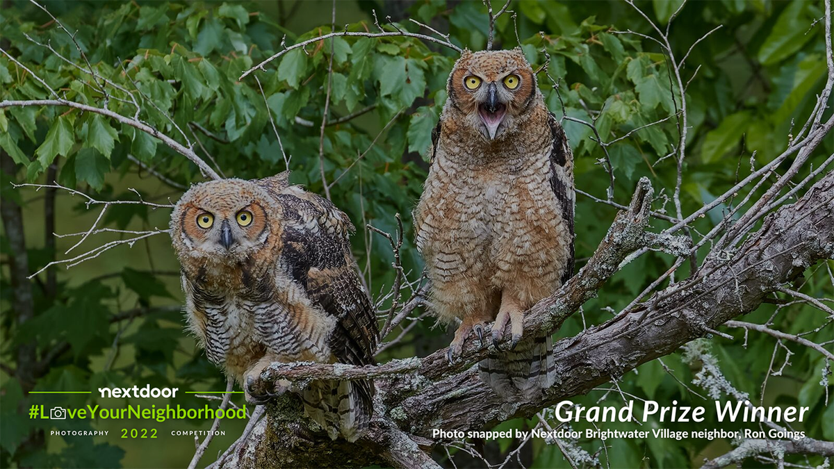 great horned owls