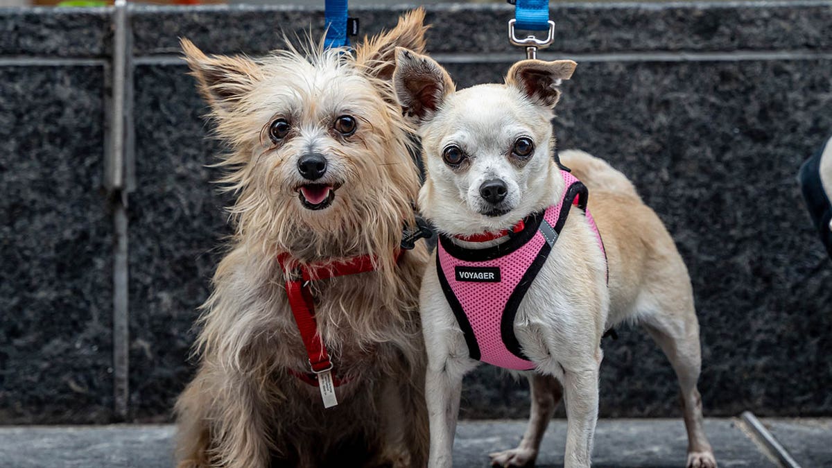 Bob and Helen Parr dogs