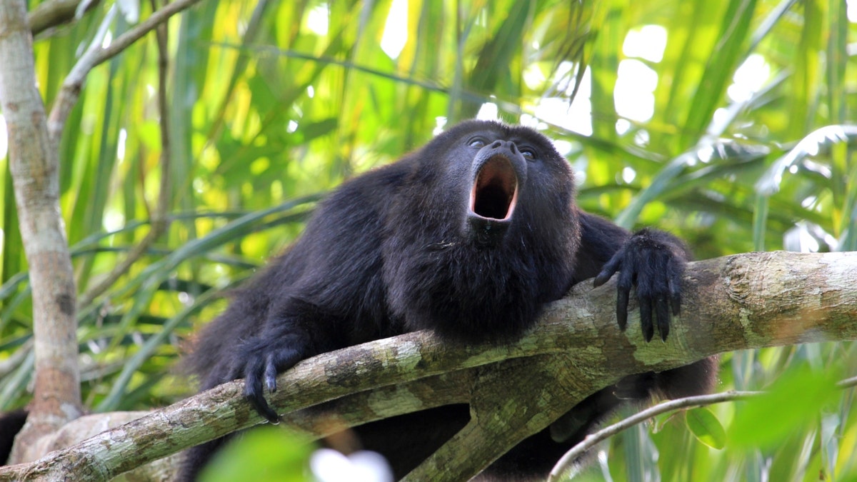 Stock image of howler monkey