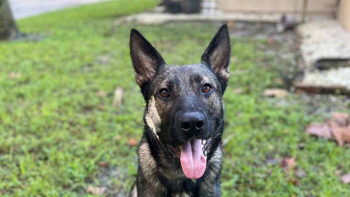 'Joker' police K9