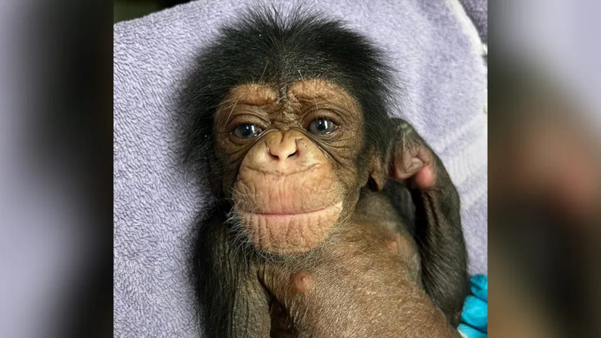 Kucheza, a newborn male chimpanzee