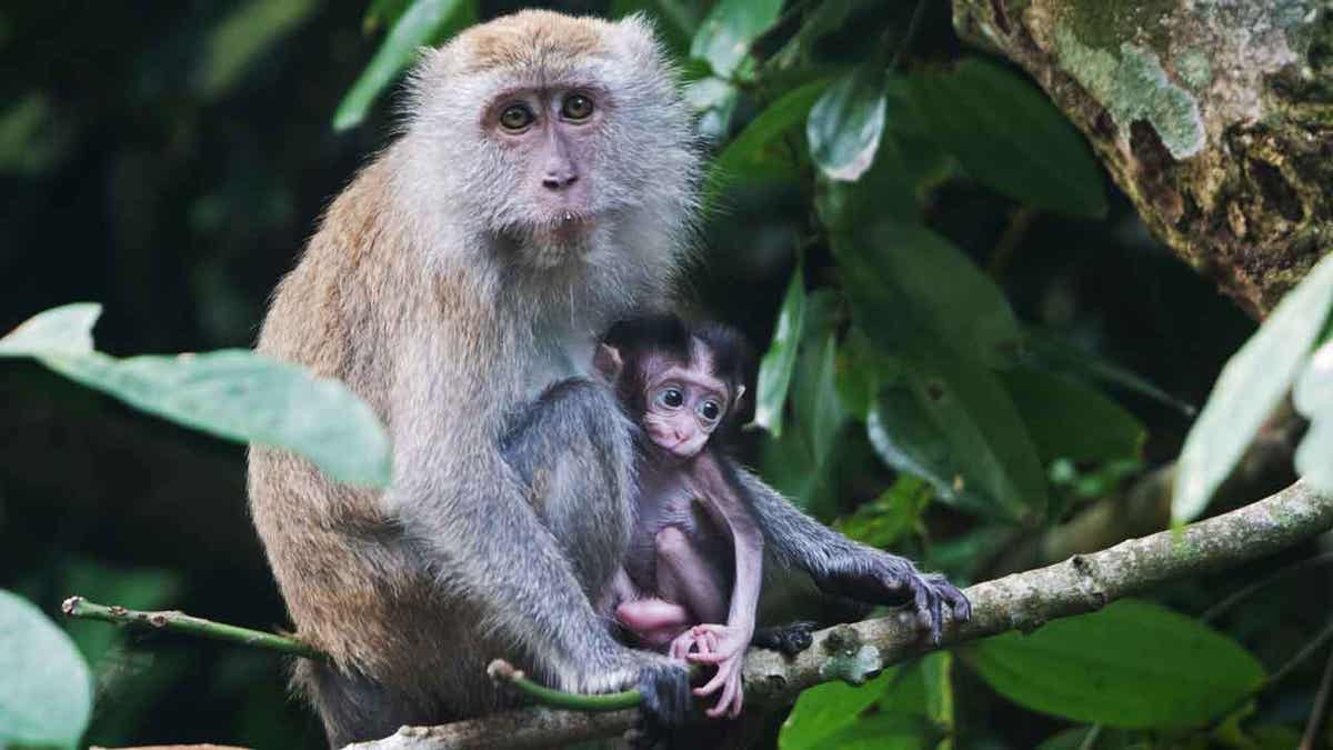 Long-Tailed macaques