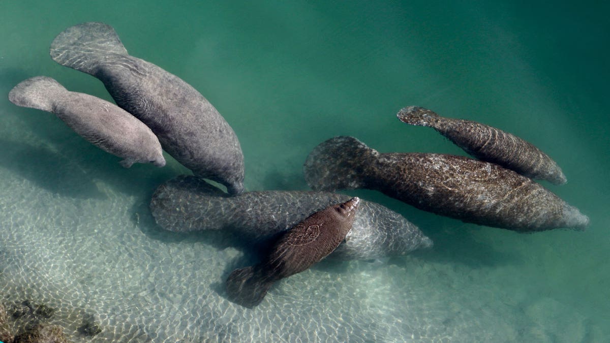 Manatees