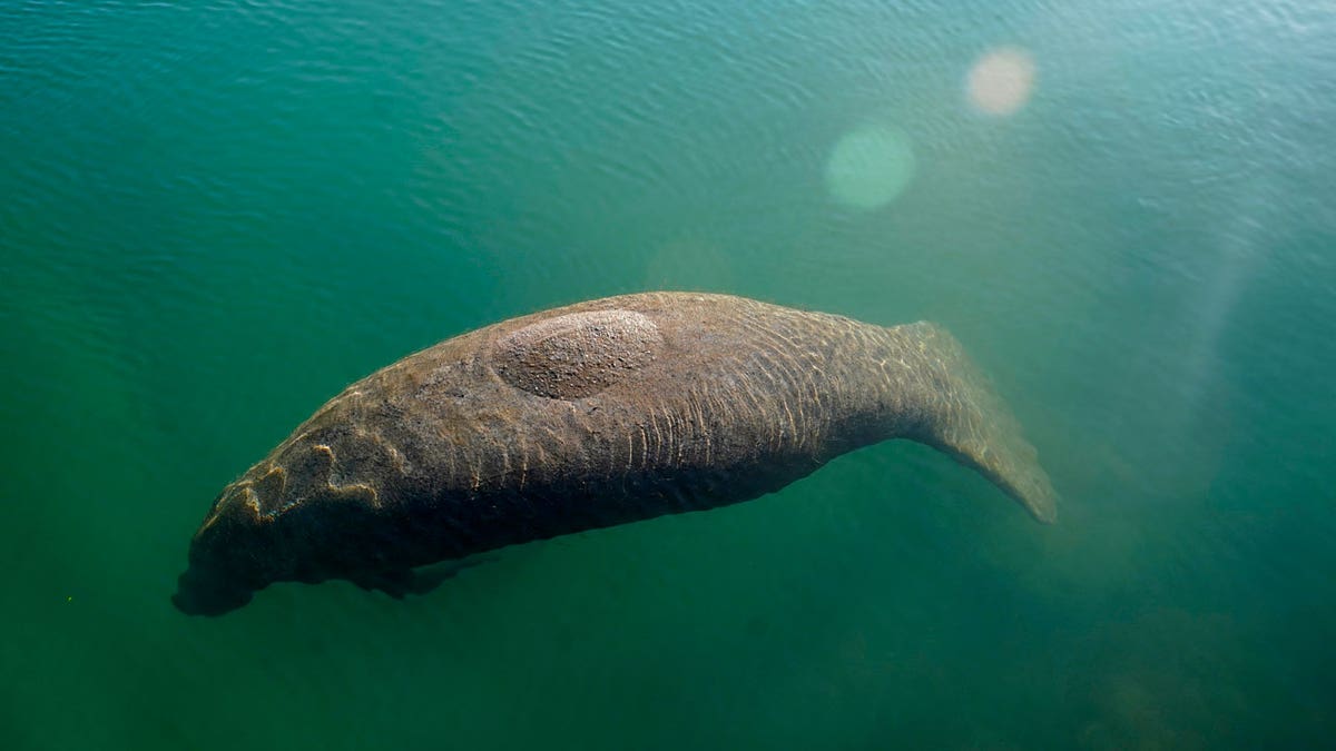 A manatee floats in the warm water of a Florida Power &amp; Light discharge canal, on Jan. 31, 2022, in Fort Lauderdale, FL.